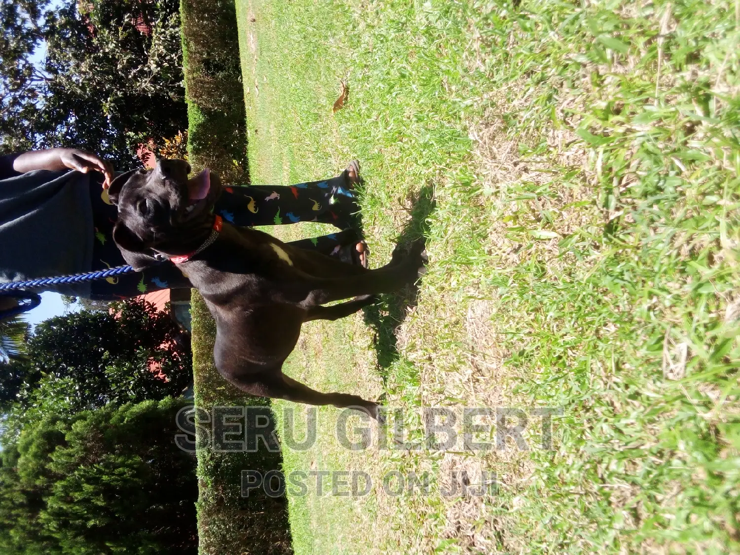 3-6 months Female Purebred Boerboel