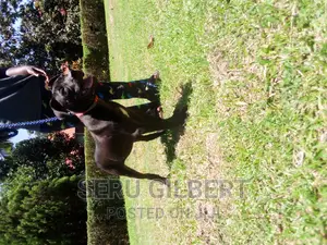 3-6 months Female Purebred Boerboel