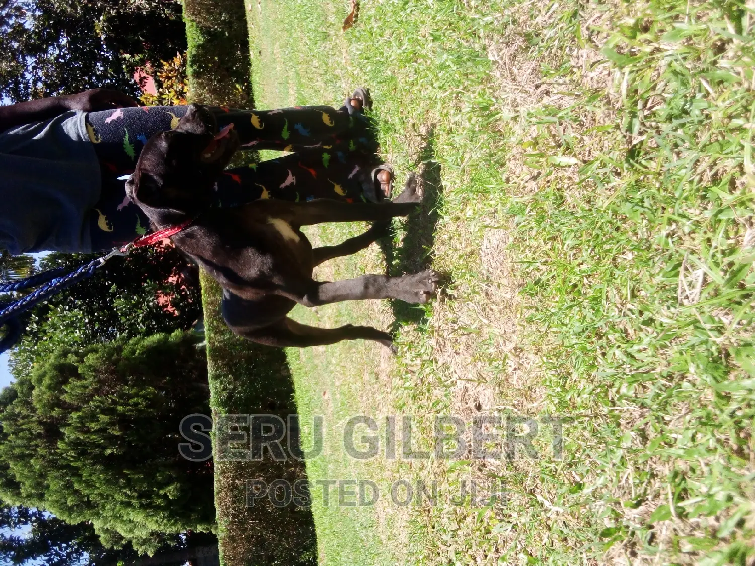 3-6 months Female Purebred Boerboel