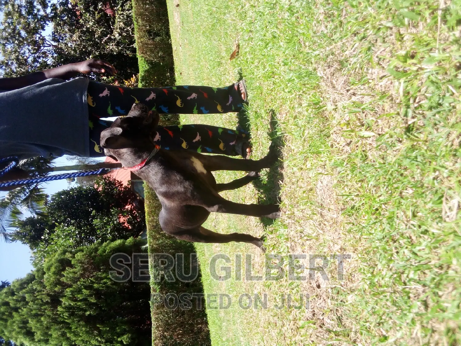 3-6 months Female Purebred Boerboel