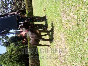 3-6 months Female Purebred Boerboel