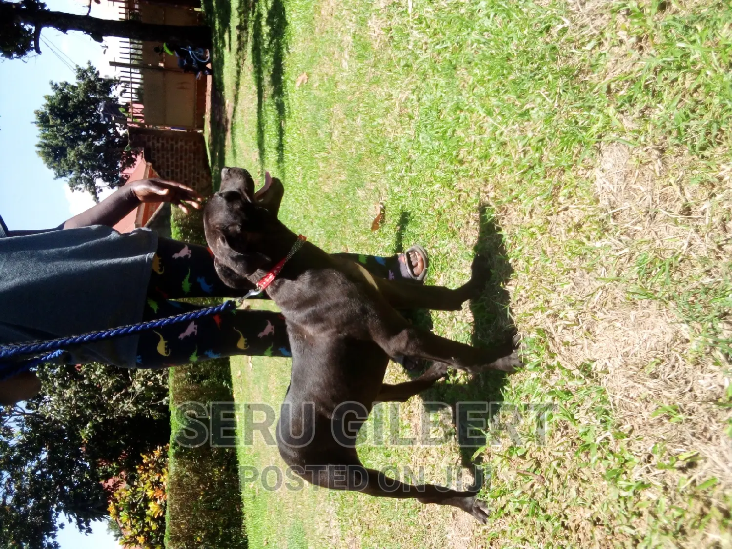 3-6 months Female Purebred Boerboel