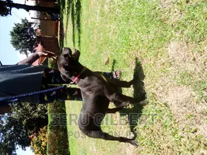 3-6 months Female Purebred Boerboel