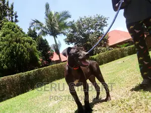 3-6 months Female Purebred Boerboel