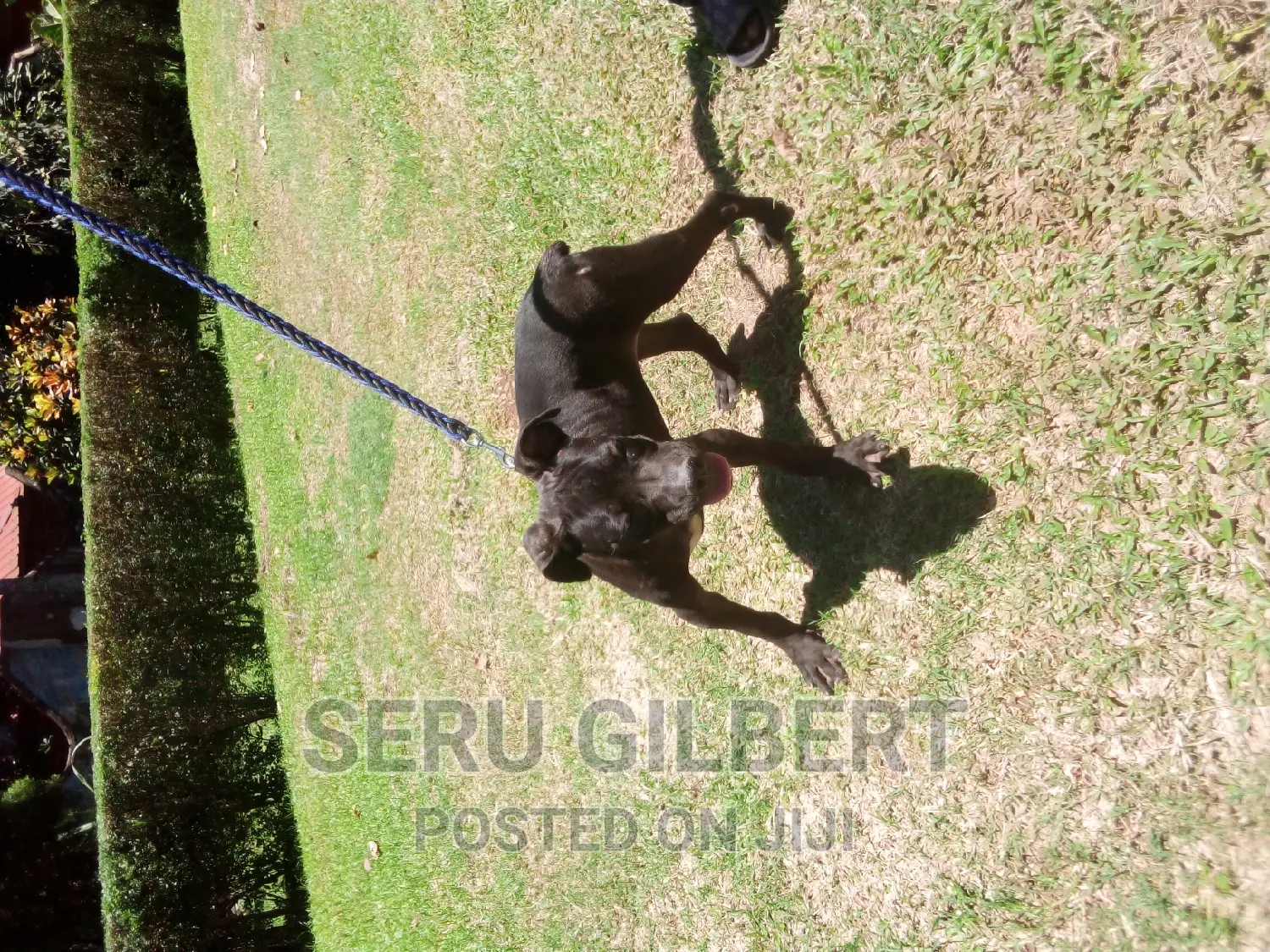 3-6 months Female Purebred Boerboel