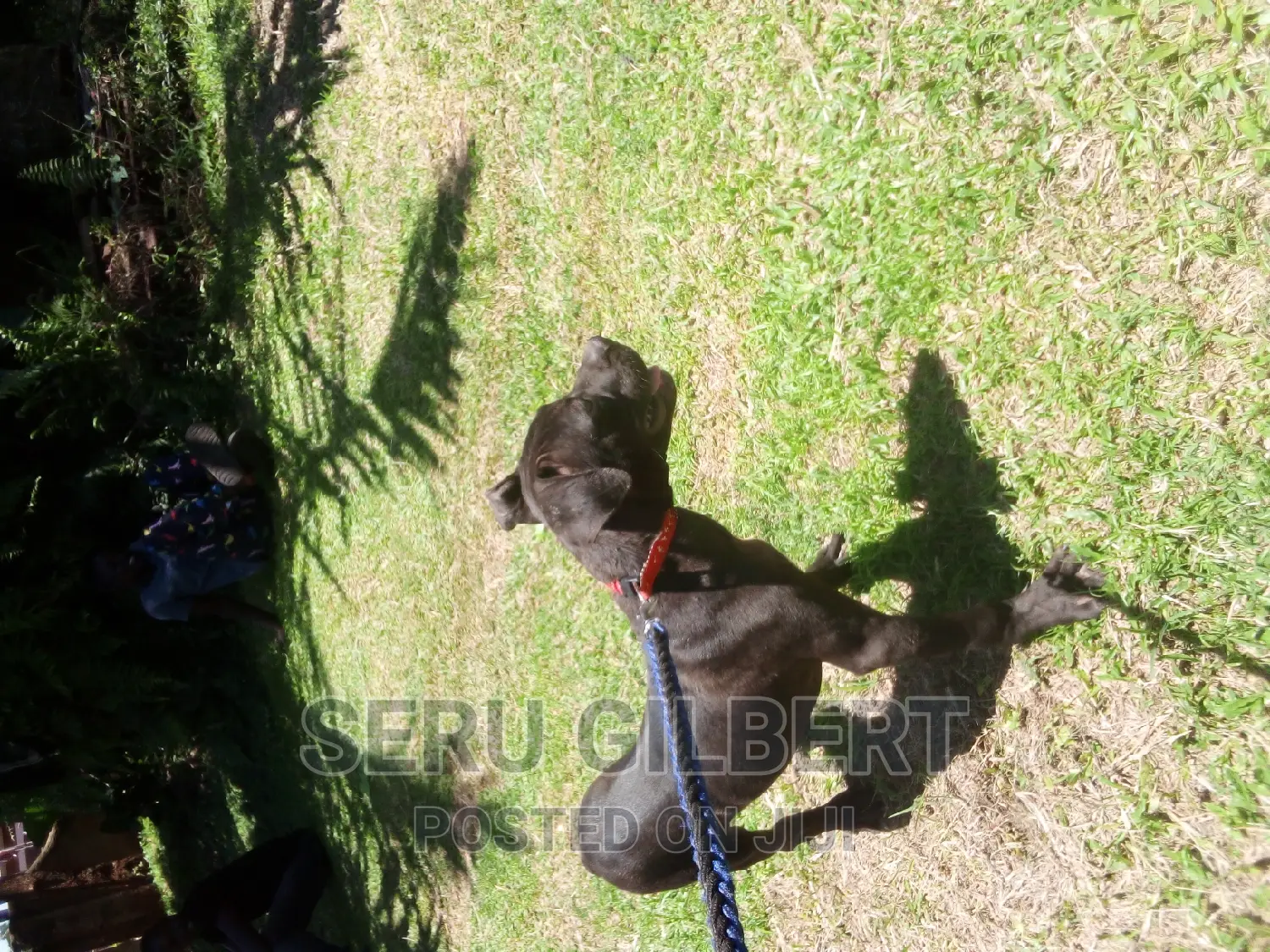 1-3 months Female Purebred Boerboel