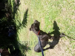 1-3 months Female Purebred Boerboel