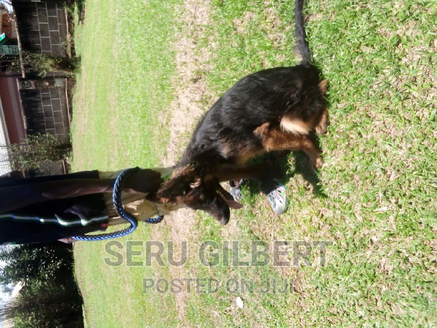 3-6 months Male Purebred German Shepherd