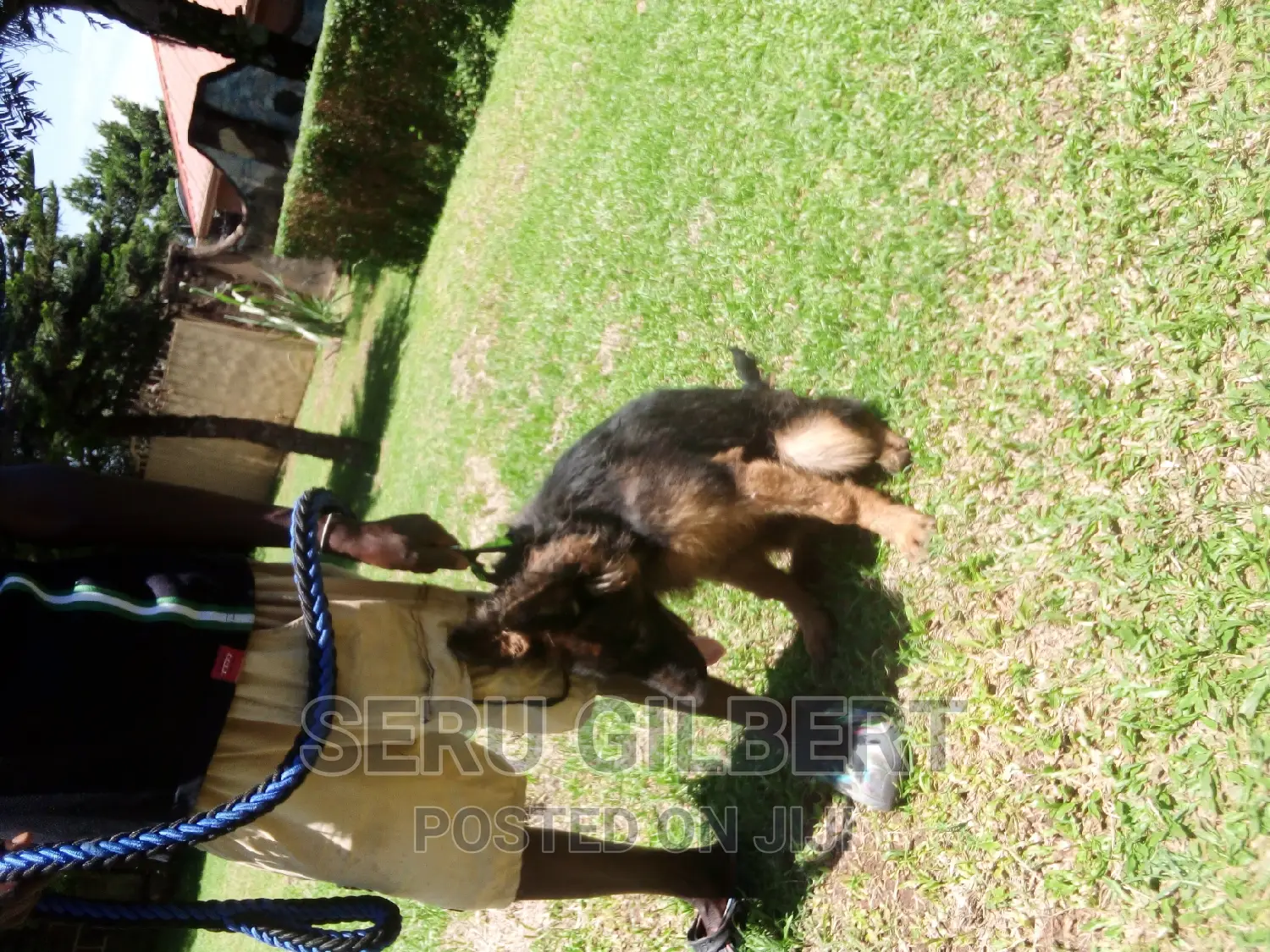 3-6 months Male Purebred German Shepherd