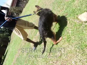 3-6 months Male Purebred German Shepherd