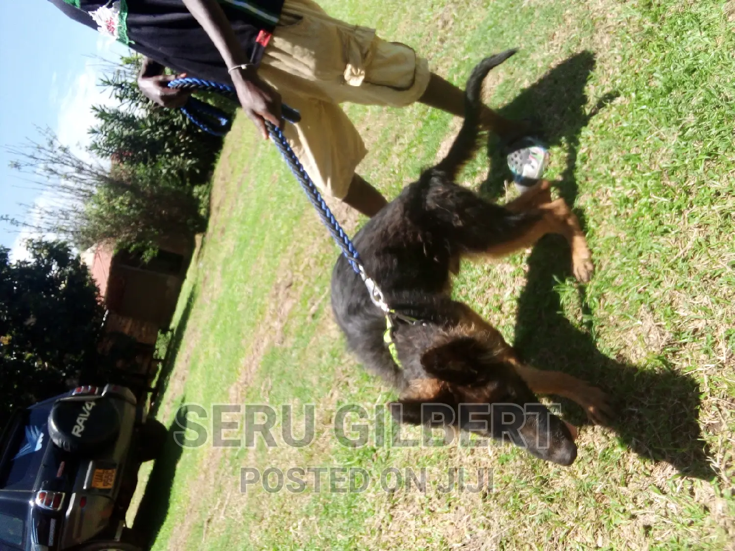 3-6 months Male Purebred German Shepherd