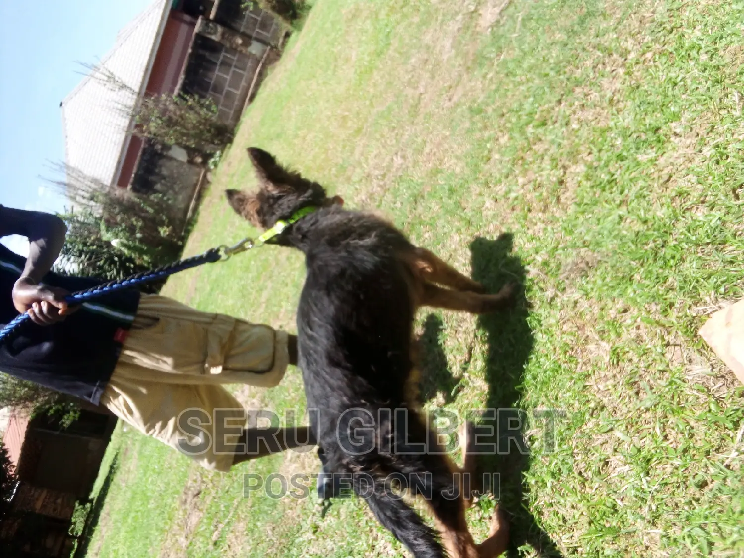 1-3 months Male Purebred German Shepherd