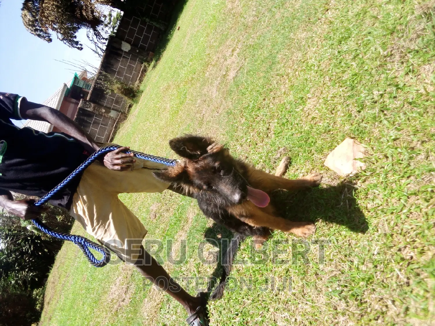 1-3 months Male Purebred German Shepherd