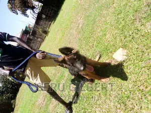 1-3 months Male Purebred German Shepherd
