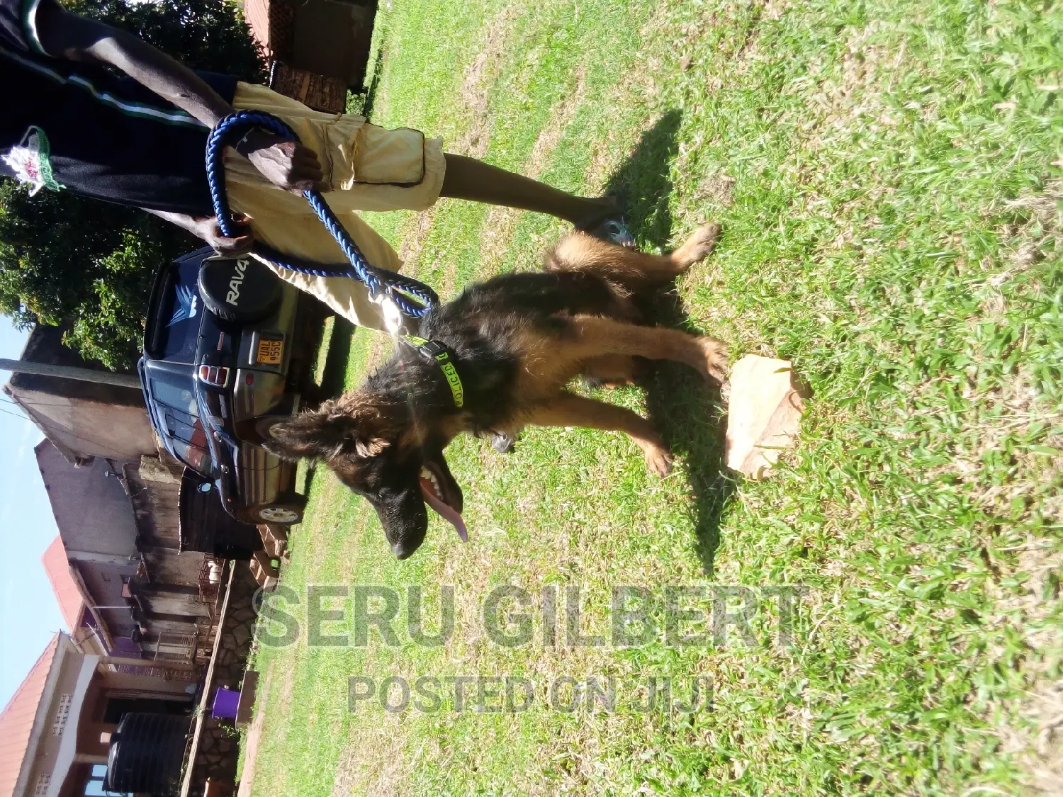 6-12 months Male Purebred German Shepherd