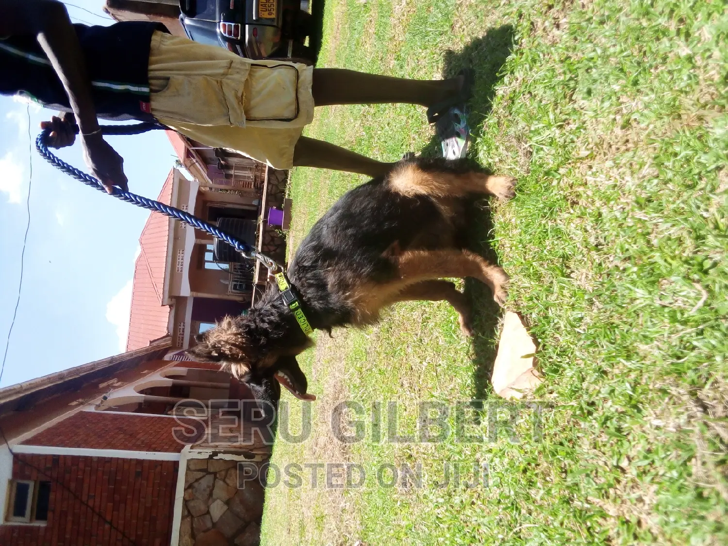 3-6 months Male Purebred German Shepherd