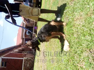 3-6 months Male Purebred German Shepherd
