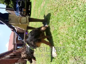3-6 months Male Purebred German Shepherd