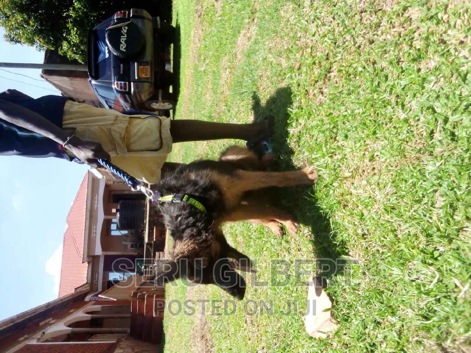 3-6 months Male Purebred German Shepherd