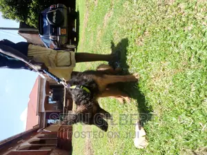 3-6 months Male Purebred German Shepherd