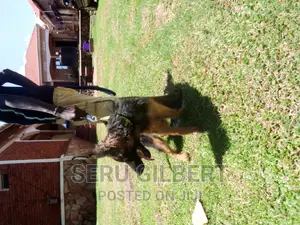 3-6 months Male Purebred German Shepherd