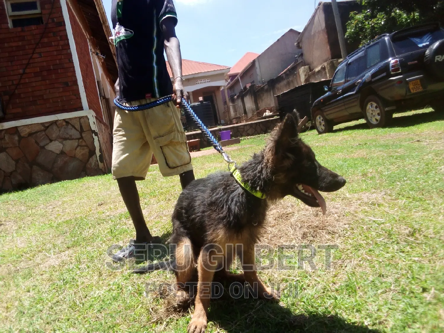1-3 months Male Purebred German Shepherd
