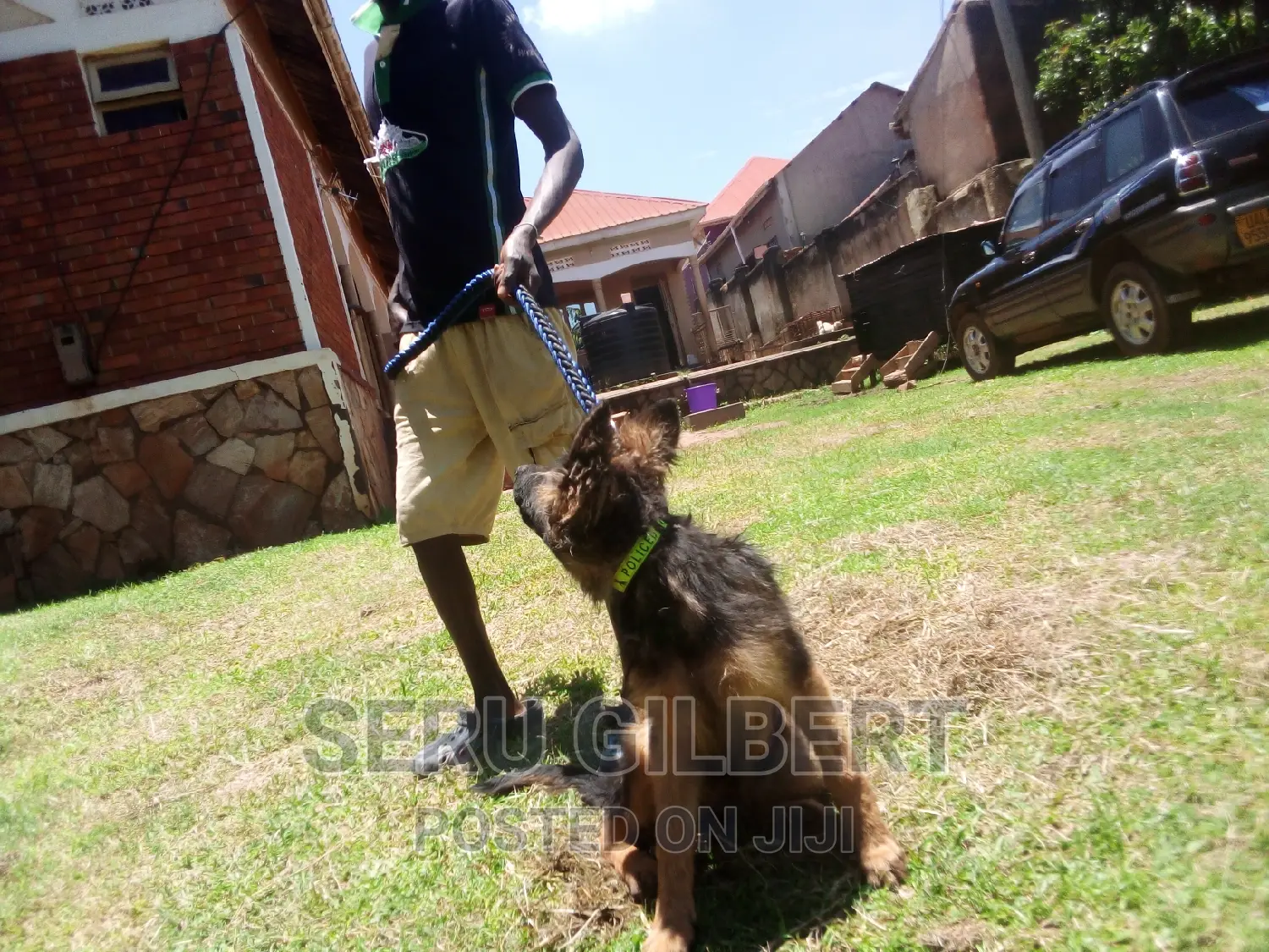 3-6 months Male Purebred German Shepherd