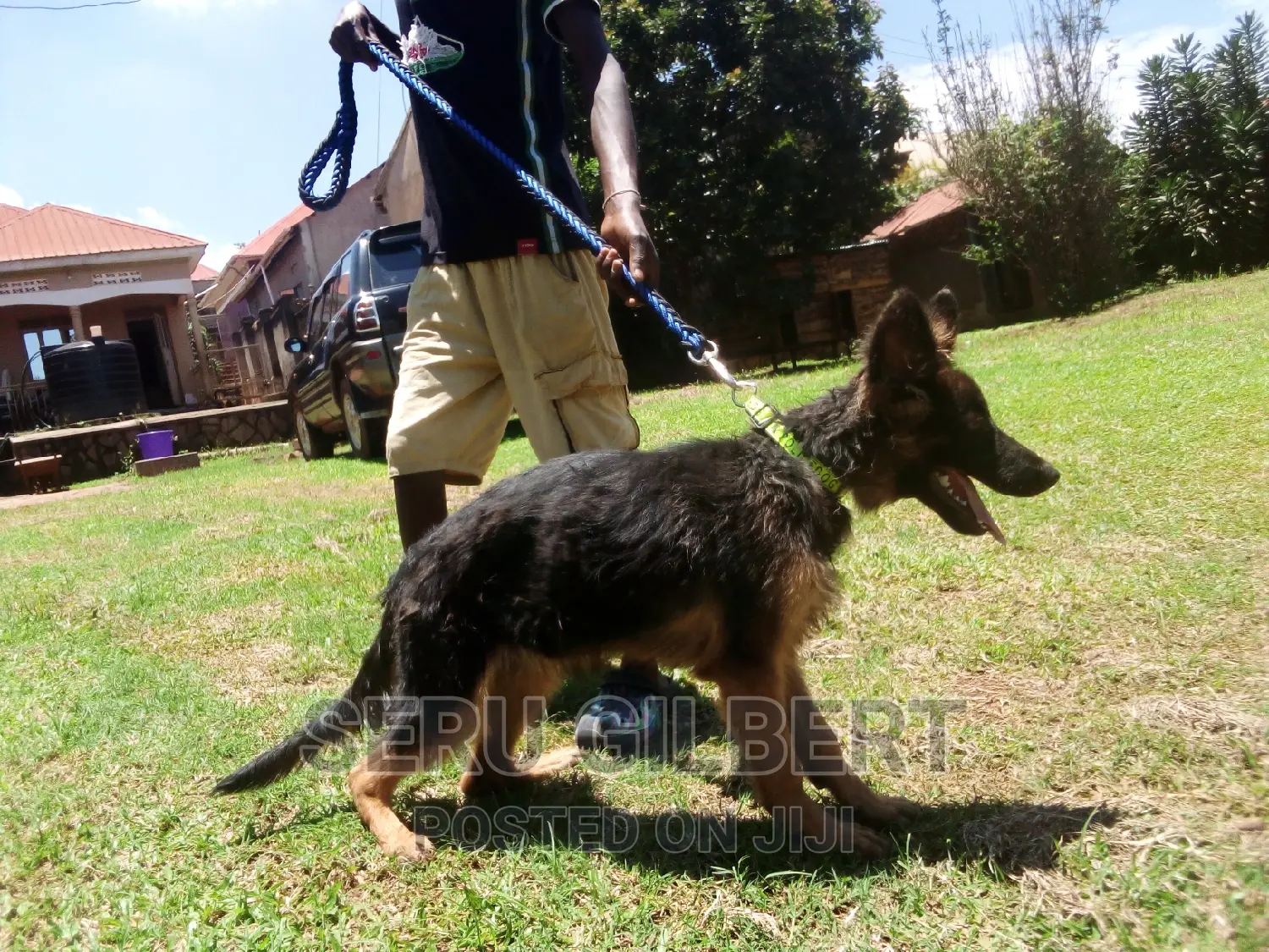 3-6 months Male Purebred German Shepherd