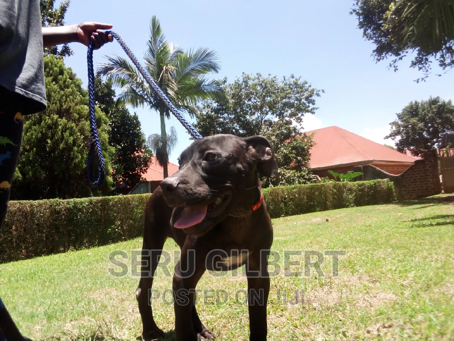 3-6 months Female Purebred Boerboel