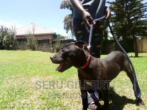 3-6 months Female Purebred Boerboel