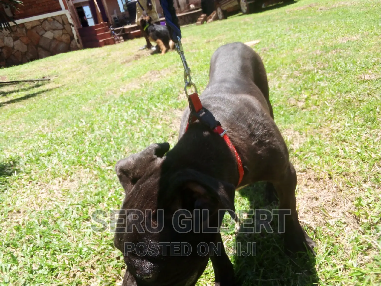 3-6 months Female Purebred Boerboel