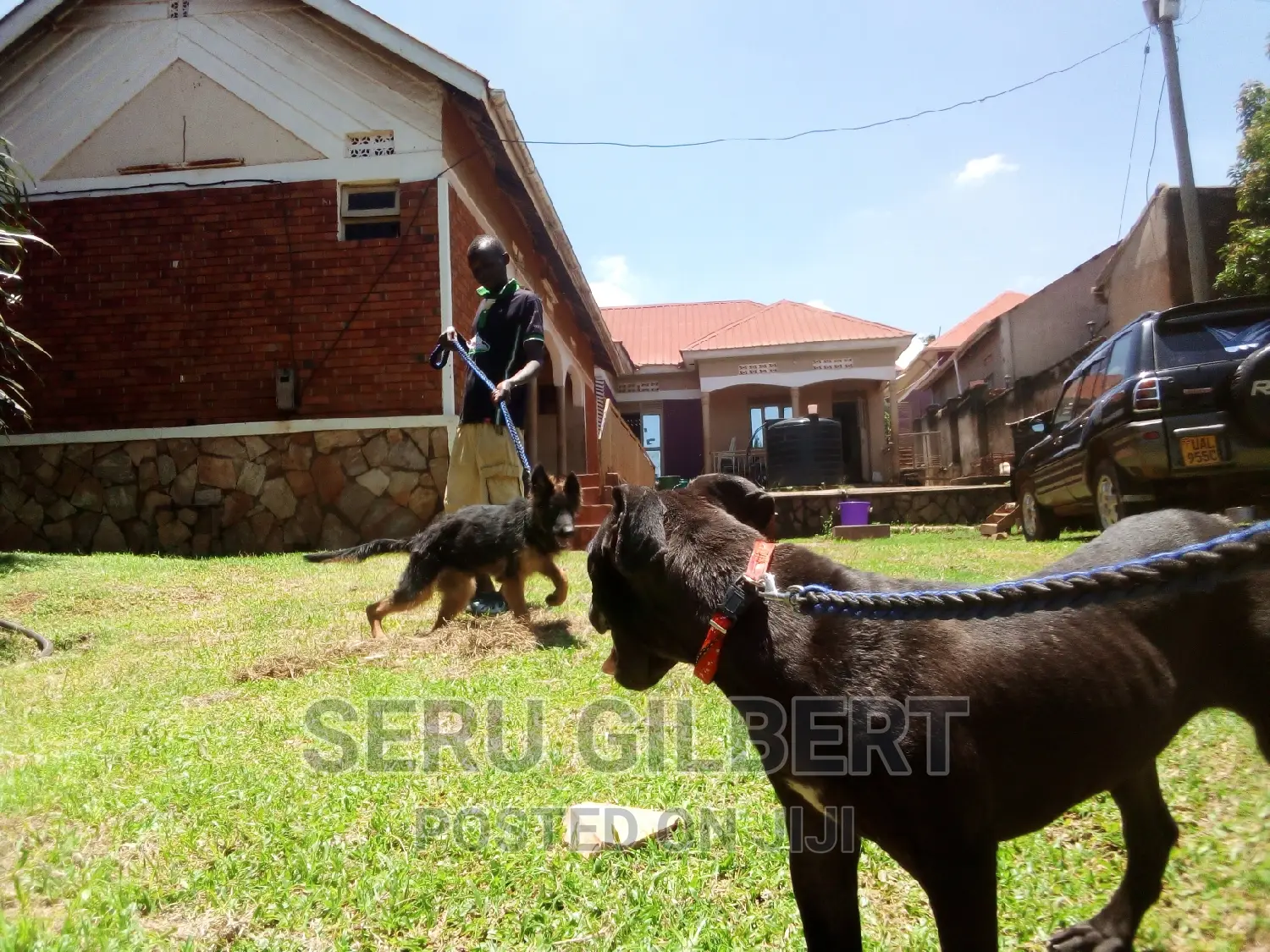 3-6 months Female Purebred Boerboel