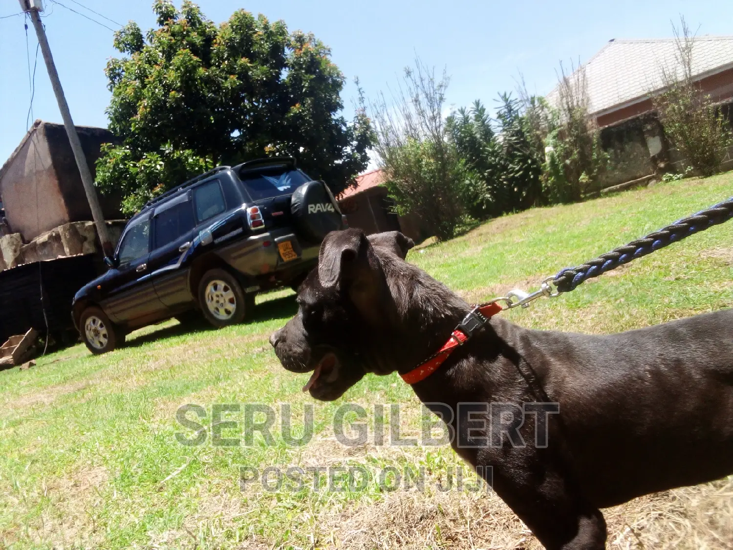 3-6 months Female Purebred Boerboel