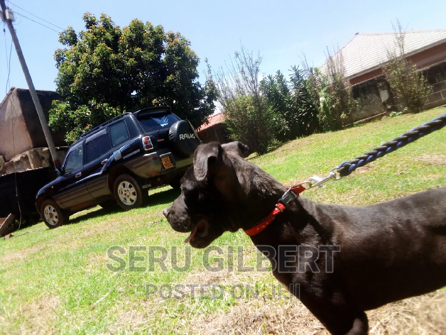 3-6 months Female Purebred Boerboel