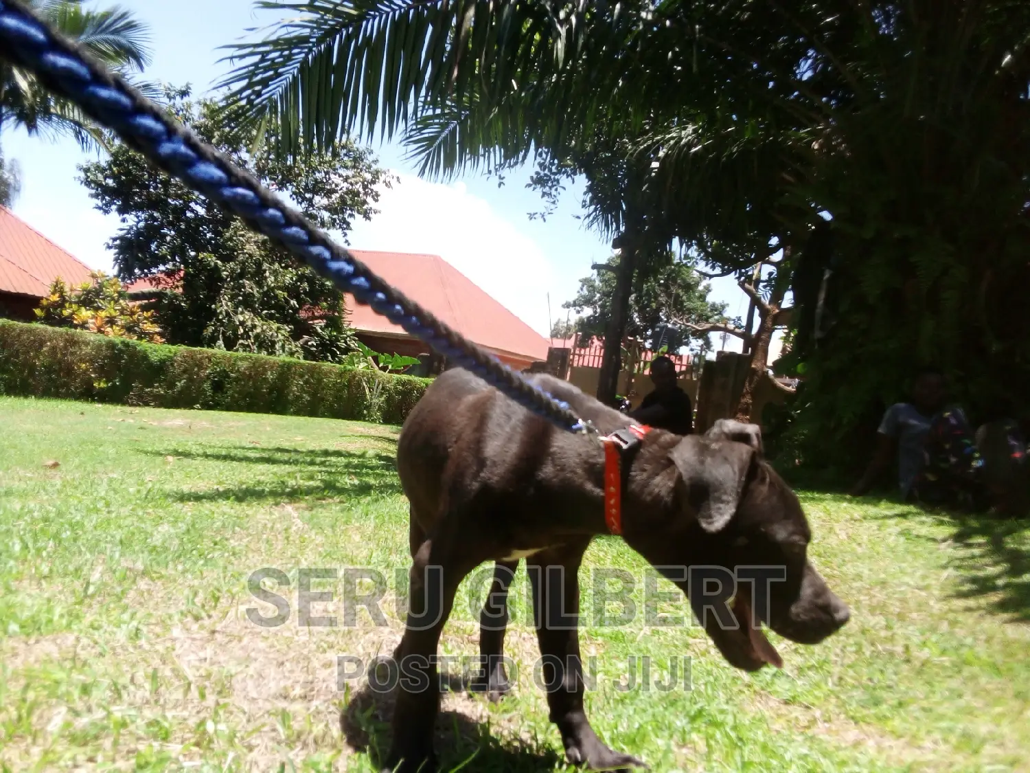 3-6 months Female Purebred Boerboel