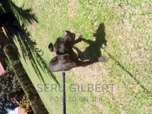 3-6 months Female Purebred Boerboel