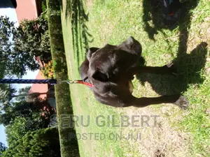3-6 months Female Purebred Boerboel