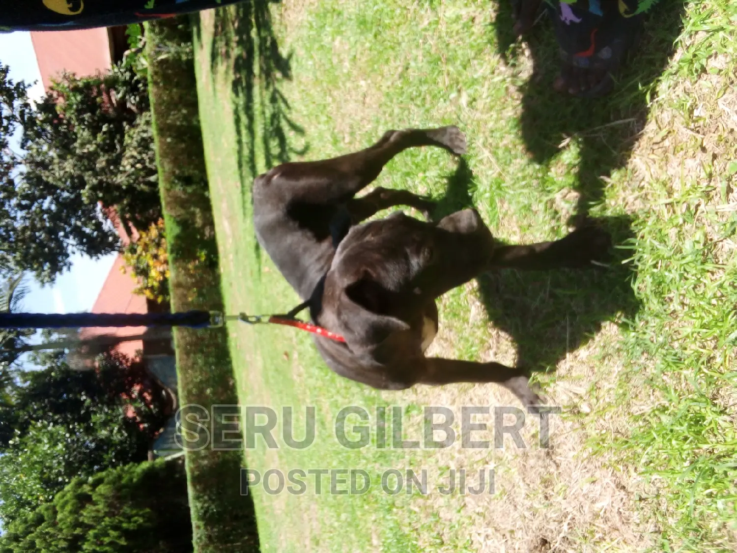 3-6 months Female Purebred Boerboel