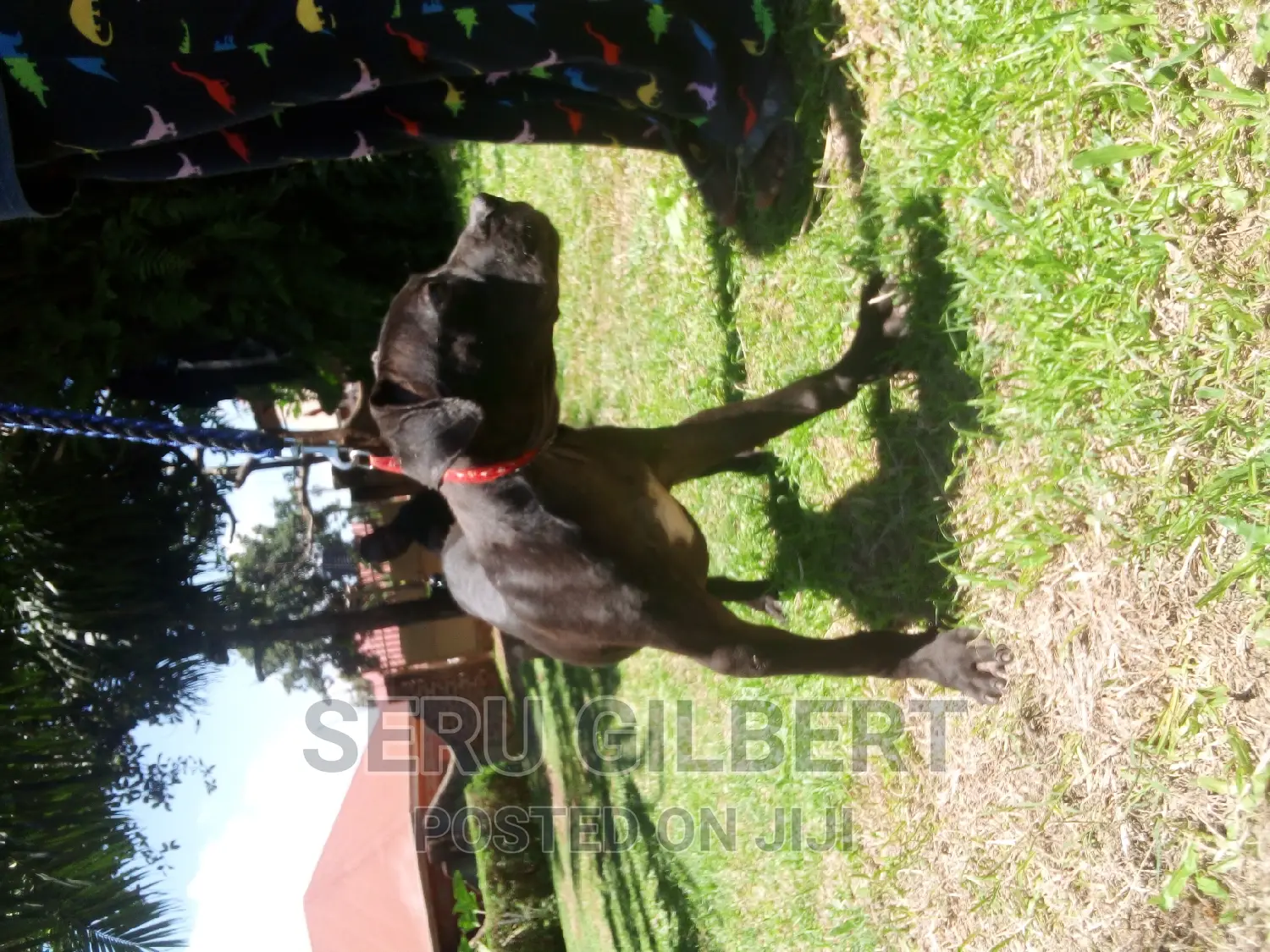 3-6 months Female Purebred Boerboel