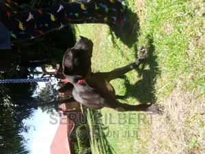 3-6 months Female Purebred Boerboel