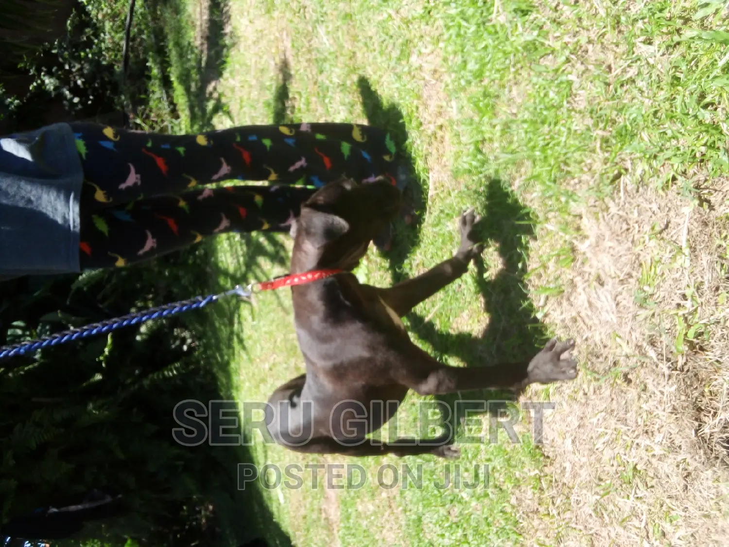 3-6 months Female Purebred Boerboel