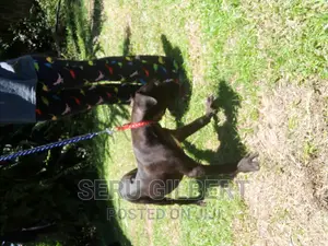 3-6 months Female Purebred Boerboel