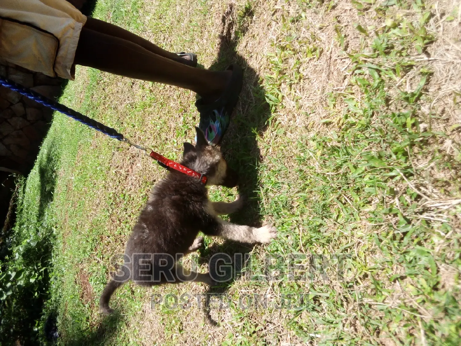 1-3 months Male Purebred German Shepherd