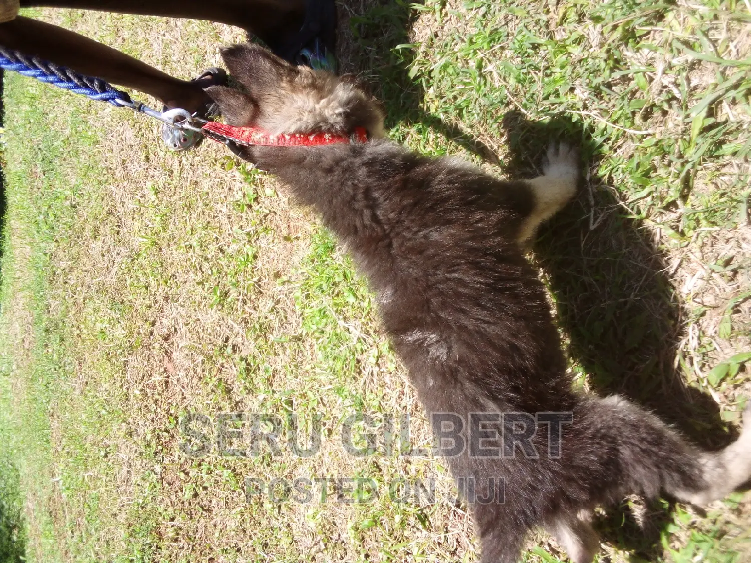 1-3 months Male Purebred German Shepherd