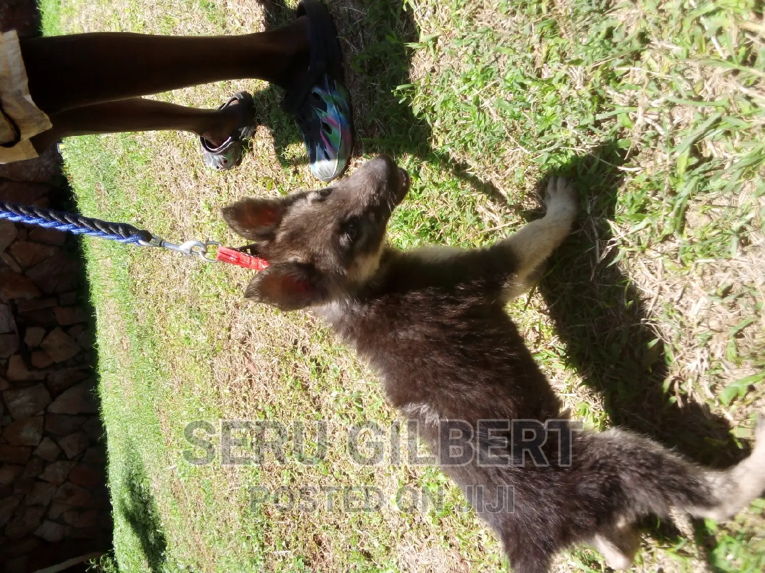 3-6 months Male Purebred German Shepherd