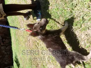 3-6 months Male Purebred German Shepherd