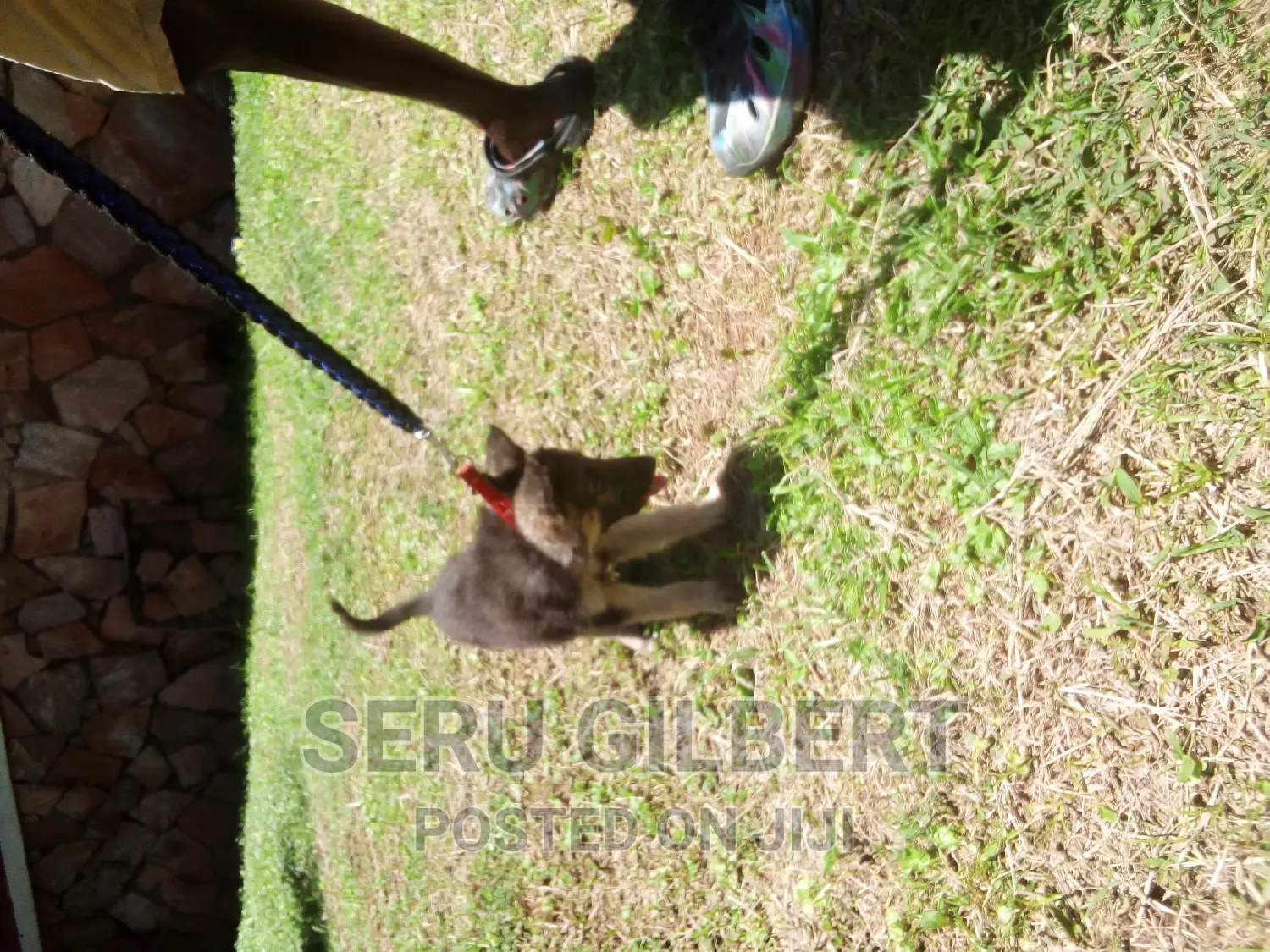 3-6 months Male Purebred German Shepherd