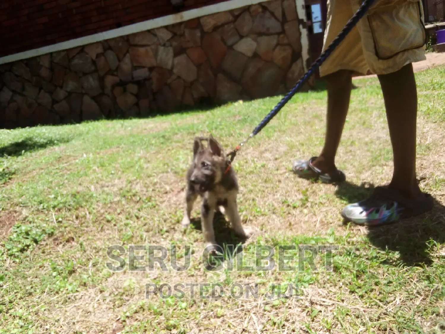 3-6 months Male Purebred German Shepherd