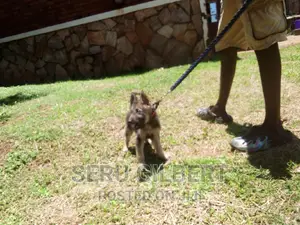 3-6 months Male Purebred German Shepherd