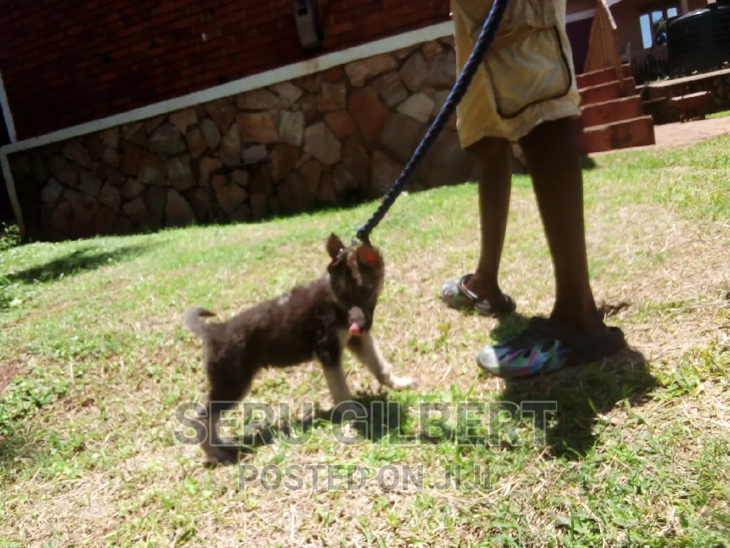3-6 months Female Purebred German Shepherd